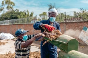 Pascal KYALONDAWA FATAKI member of the Youth Brigade hulling soybeans in the Ruzizi plain